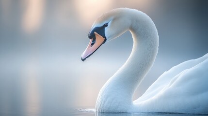 Fototapeta premium A serene swan gliding gracefully on a misty lake.