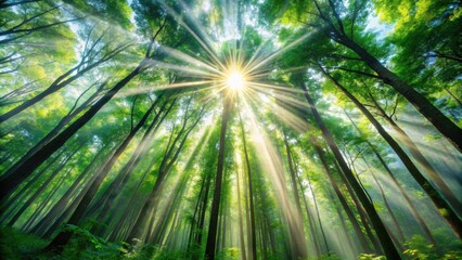 Sun rays shining through dense forest canopy in a panoramic view, forest, trees, sunlight, nature, landscape