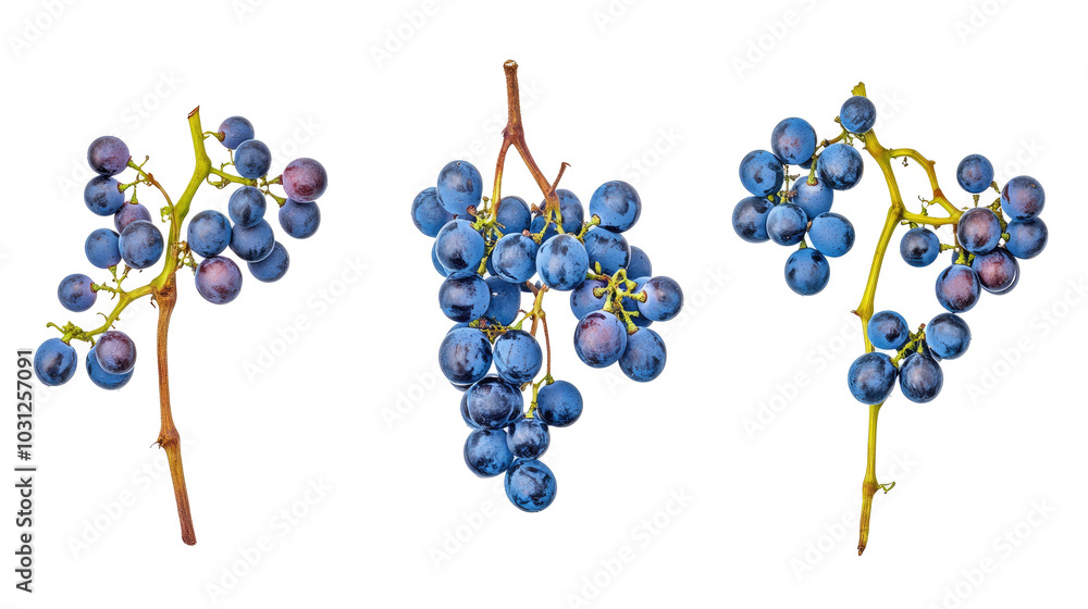 Poster wild grape vines displayed in a collection on a white background generative ai