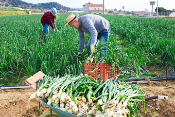 Couple of smallholder farmers engaged in harvesting of green onions on small farm field..