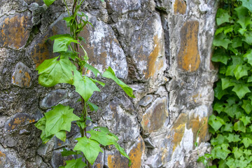 Ivy vine climbing a weathered stone wall, showcasing nature resilience against time and rustic architecture.