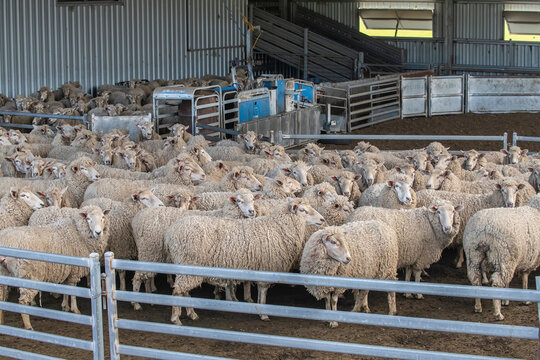 Flock of sheep in a farm pen, awaiting shearing, showcasing the wool industry and rural farm life in Australia