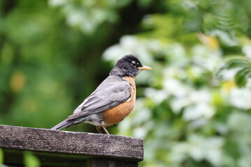 robin perched on a branch