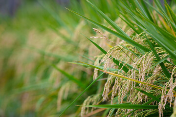 Rice with full grains about to mature