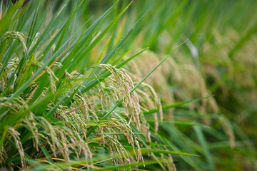 Rice with full grains about to mature