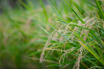 Rice with full grains about to mature