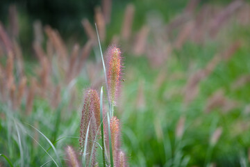 Pennisetum grows vigorously outdoors