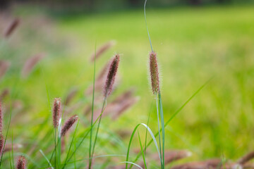 Pennisetum grows vigorously outdoors