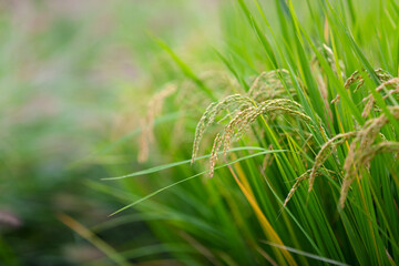 The rice ears in the rice field are full and drooping