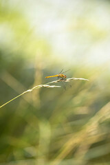 夏のアキアカネ 