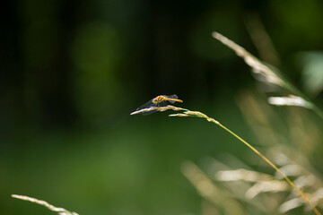 夏のアキアカネ 