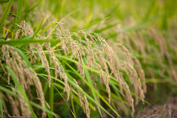 Rice planted in the farmland is growing
