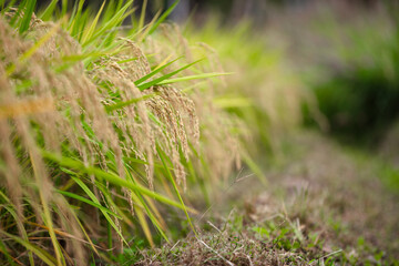 Rice planted in the farmland is growing