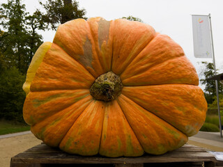 Farm display of pumpkins at fall harvest festival. Halloween farmers market. Concept of seasonal produce, country market and festive fall decorations