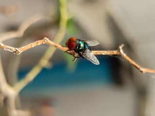 A close-up of a fly perched delicately on a dry tree branch captures nature’s intricate details.