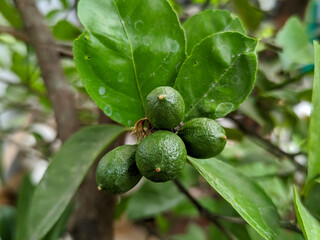 A close-up of several bright green key lime creates a refreshing visual contrast against the...