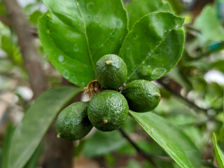 A close-up of several bright green key lime creates a refreshing visual contrast against the...