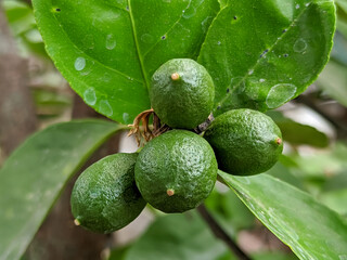 A close-up of several bright green key lime creates a refreshing visual contrast against the vibrant background of green leaves. The smooth, glossy skin of the limes reflects a hint of sunlight.
