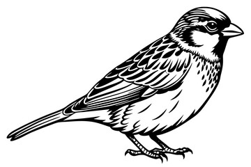 Sparrow beautiful bird vector art illustration with white background