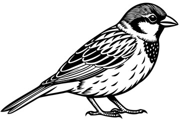 Sparrow beautiful bird vector art illustration with white background