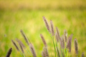 Wild Pennisetum greening ornamental plant