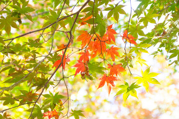 紅葉