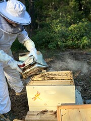 Beekeeper tending to hive in beekeeper suit, friendly nature photo process of honey harvest