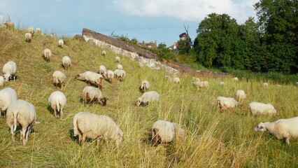 Obraz premium Sheep in Dutch landscape. Sheep grazing and living on grass in natural environment and green environment. Wool production and meat for consumption.