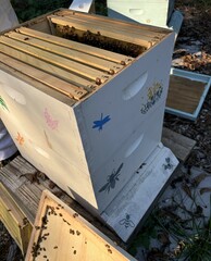 aesthetic bee hive and bee keeping with wooden hives, hive tending process, honey bee keeping