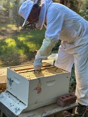 Beekeeper tending to hive in beekeeper suit, friendly nature photo process of honey harvest