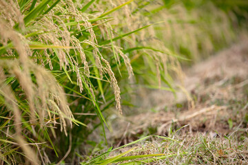 Rice fields in autumn