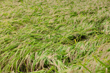 Strong wind affects rice after it falls over