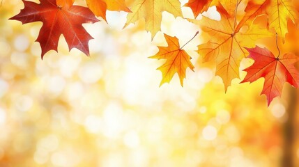 Experience the beauty of autumn as leaves shimmer in golden rays, creating a stunning backdrop of rich colors and warmth.