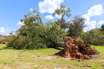 Hurricanes cause strong winds to uproot trees at ground level, causing extensive damage throughout...