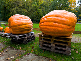 Farm display of pumpkins at fall harvest festival. Halloween farmers market. Concept of seasonal...