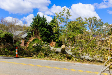 In case of stormy hurricane, strong winds uprooted tree on ground, causing extensive damage to all...