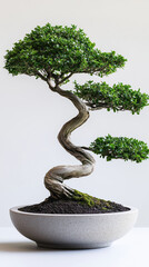 Bonsai tree isolated on white background.