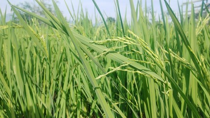 Close-up of green rice plants with grains in a field.