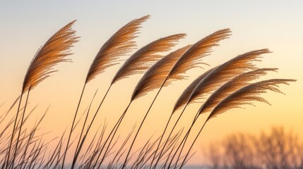 Tall grass blowing in the wind with a sunset in the background.