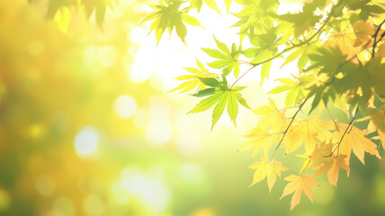 Obraz premium Close-Up of Sunlit Maple Leaves with Dreamy Blurred Background