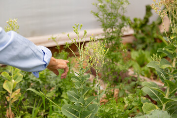 A person is pointing to a plant in a garden. The garden is full of plants and flowers.