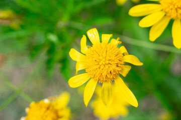 yellow flower