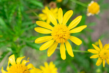 yellow dandelion flower