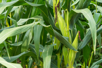 Nature's Treasure: A Ripe Corn Cob Hanging from a Stalk