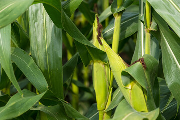 Nature's Treasure: A Ripe Corn Cob Hanging from a Stalk