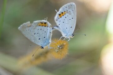 夏空の下、愛を育むツバメシジミ（Everes argiades）
