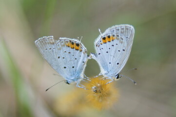 ツバメシジミ（Everes argiades）の求愛