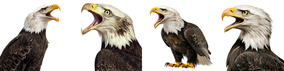 Fototapeta premium Eagles in various poses on white isolated background.