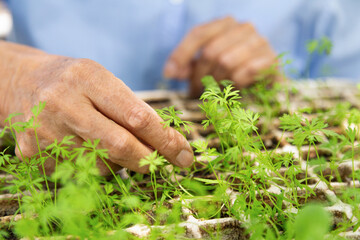 A person is tending to a garden of green plants. The plants are in small pots and the person is touching them. Scene is peaceful and calming, as the person is taking care of the plants