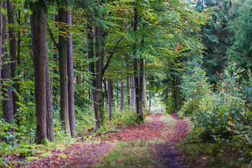Obraz premium Landscape view of the Bavarian forest path in the autumn evening. Bavaria, Germany. Autumn in the forest with mushrooms and colorful leaves